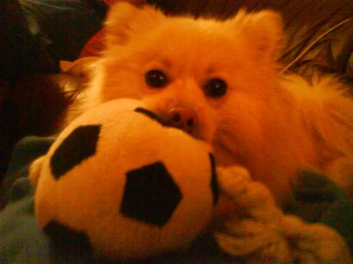 Pomeranian Tiggo billede 9