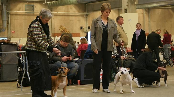 Staffordshire bull terrier Pil (Staffjoy's Kyomi) - Min allerførste udstilling! billede 8