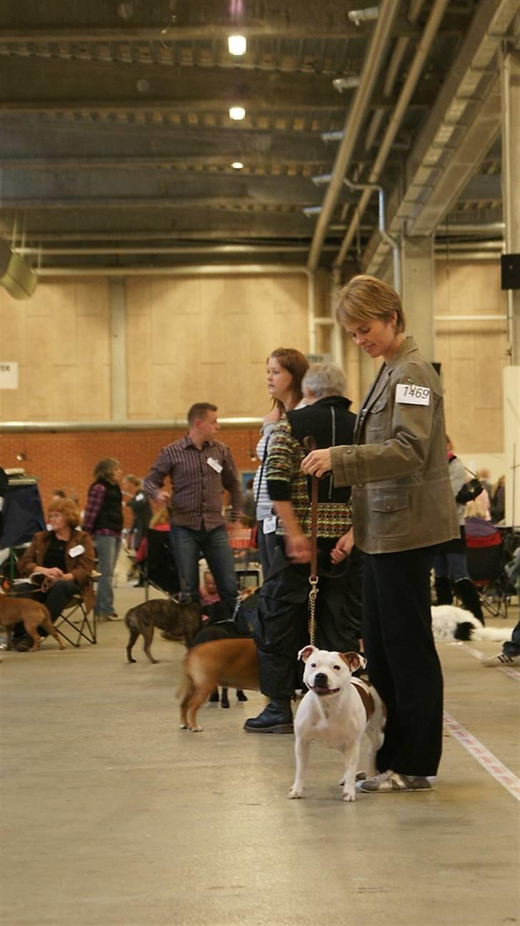 Staffordshire bull terrier Pil (Staffjoy's Kyomi) - Puha det er spændende! Jeg læner mig lige lidt op af Sanne. Hun er bare så rar at hjælpe mig her min første gang! 1000 Tak for hjælpen Søde Sanne! billede 9
