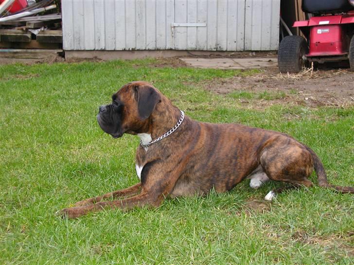 Boxer Bertram - jeg kan godt ligge stille.... billede 14