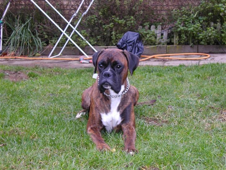 Boxer Bertram - Jeg er fokuseret  billede 15