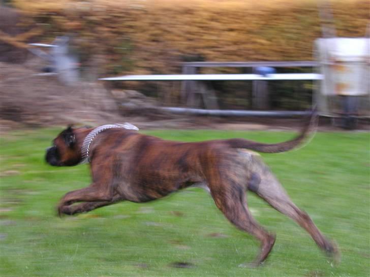 Boxer Bertram - fuld 4 spring...  billede 16