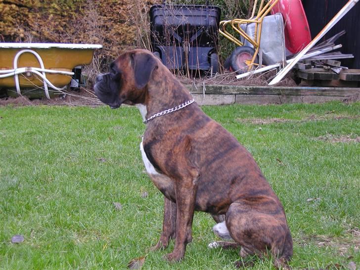 Boxer Bertram - og sidde stille kan jeg også godt .. billede 17