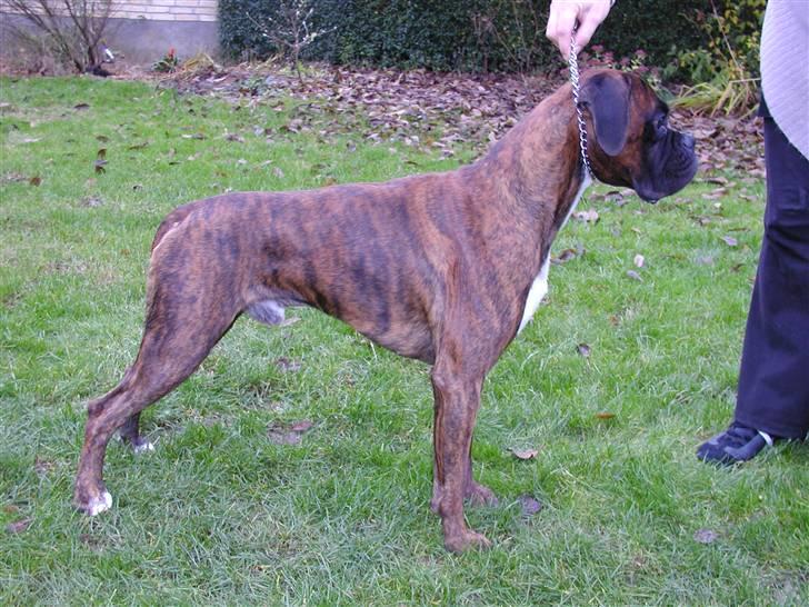 Boxer Bertram - lidt træning er ikke af vejen  billede 18