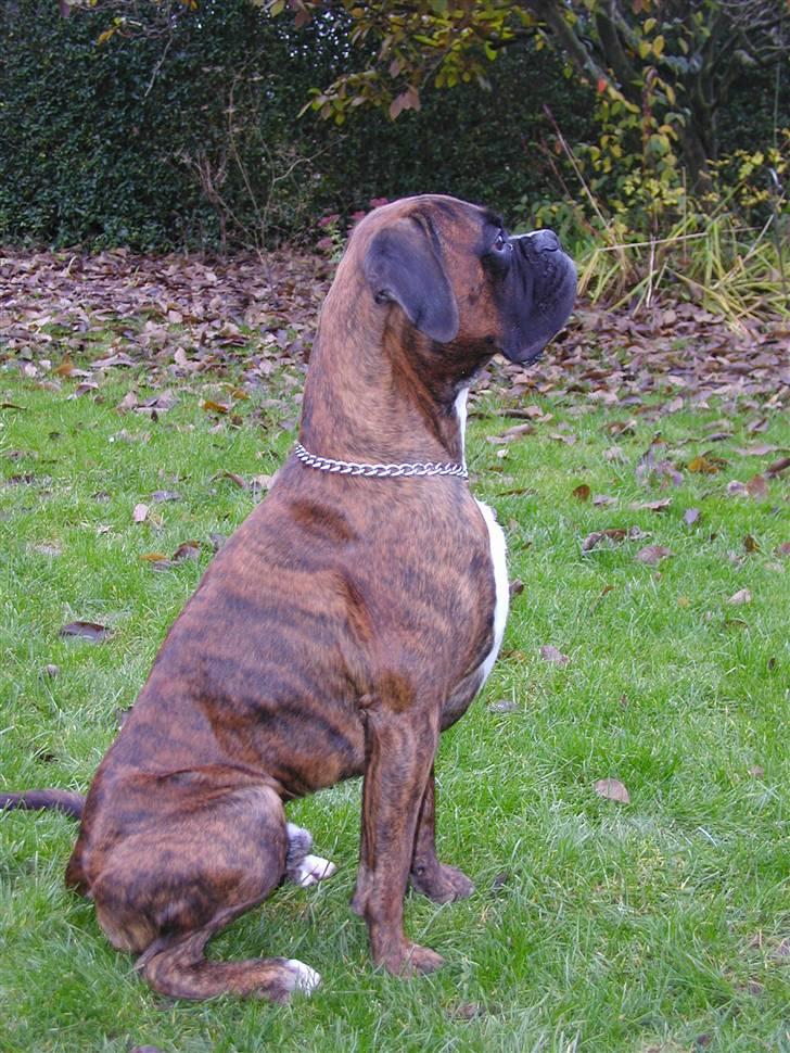 Boxer Bertram - hvornår kommer den kiks dog ??? billede 19