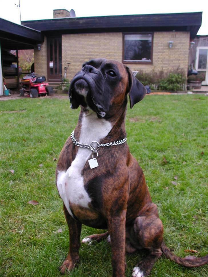 Boxer Bertram - klar parat.... hvis jeg nedstirrer kiksen bliver den ikke væk billede 20