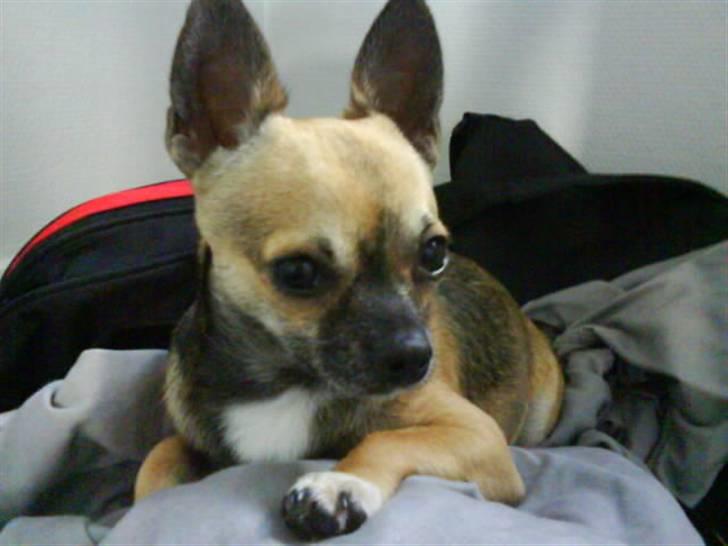 Chihuahua Gismo billede 1