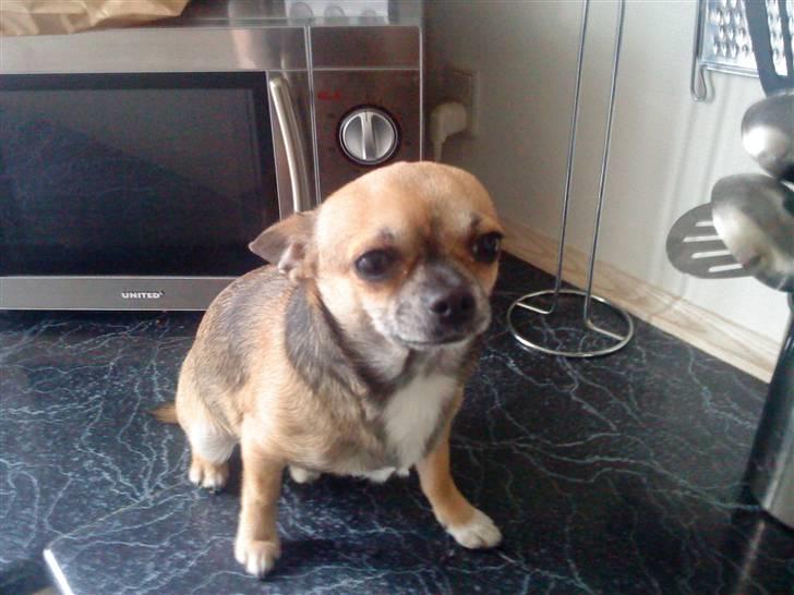 Chihuahua Gismo billede 2