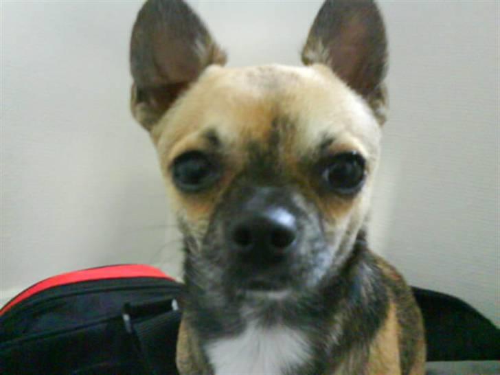 Chihuahua Gismo billede 3