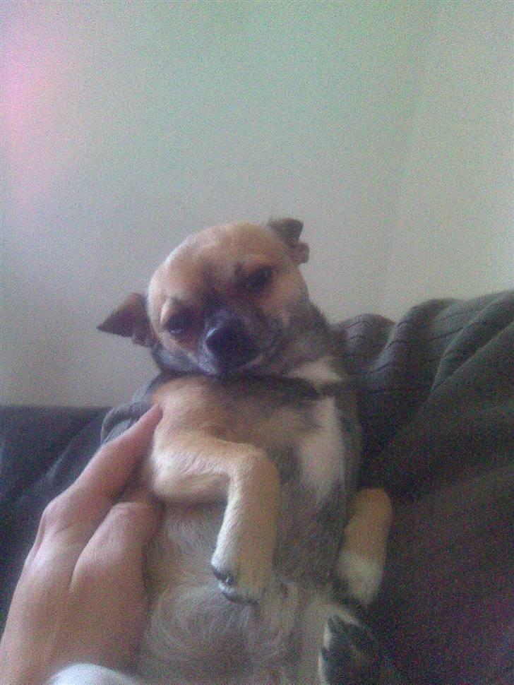 Chihuahua Gismo billede 4