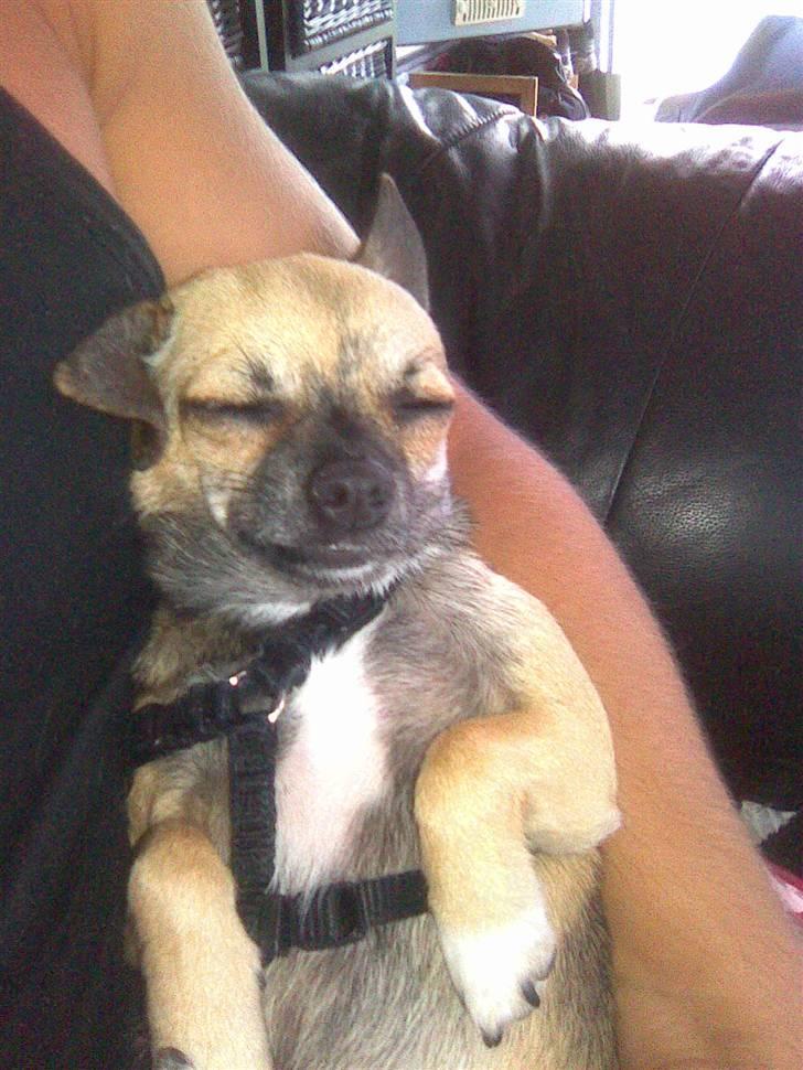 Chihuahua Gismo billede 5