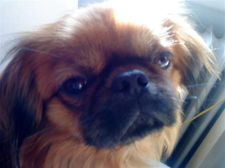 Chihuahua Gismo - Det er Gismo´s bedste ven Leo billede 6