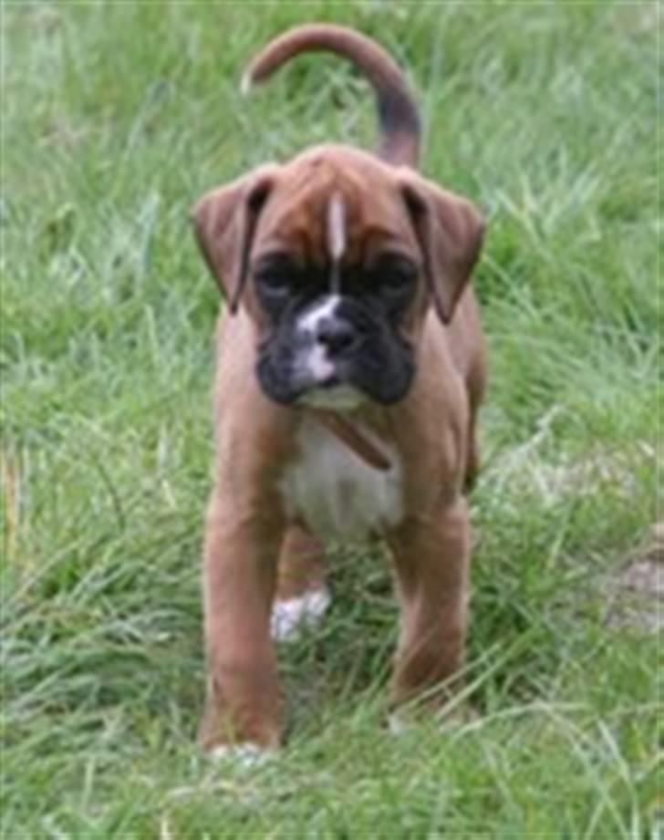 Boxer Kenzo, Keni´s Hummer billede 11