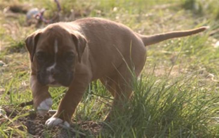 Boxer Kenzo, Keni´s Hummer billede 12