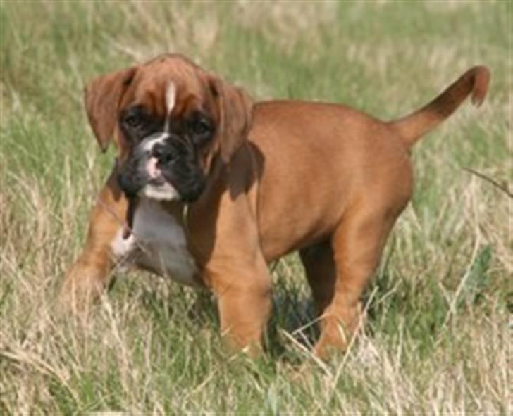 Boxer Kenzo, Keni´s Hummer billede 13