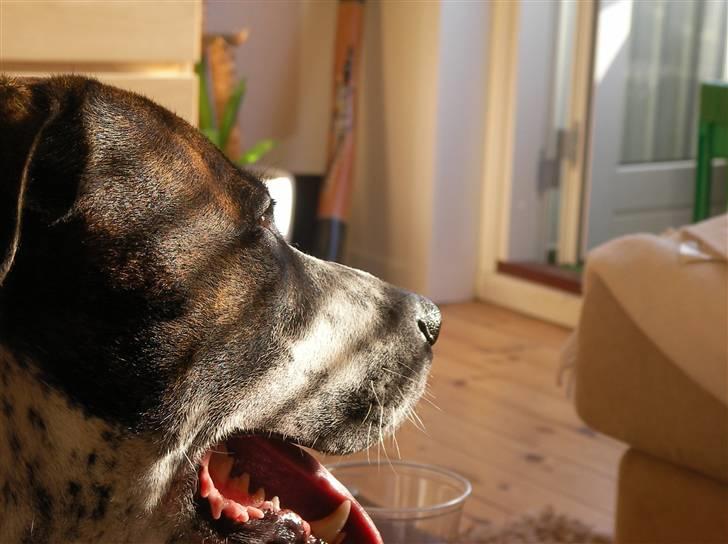 Amerikansk staffordshire terrier Kenzo billede 15