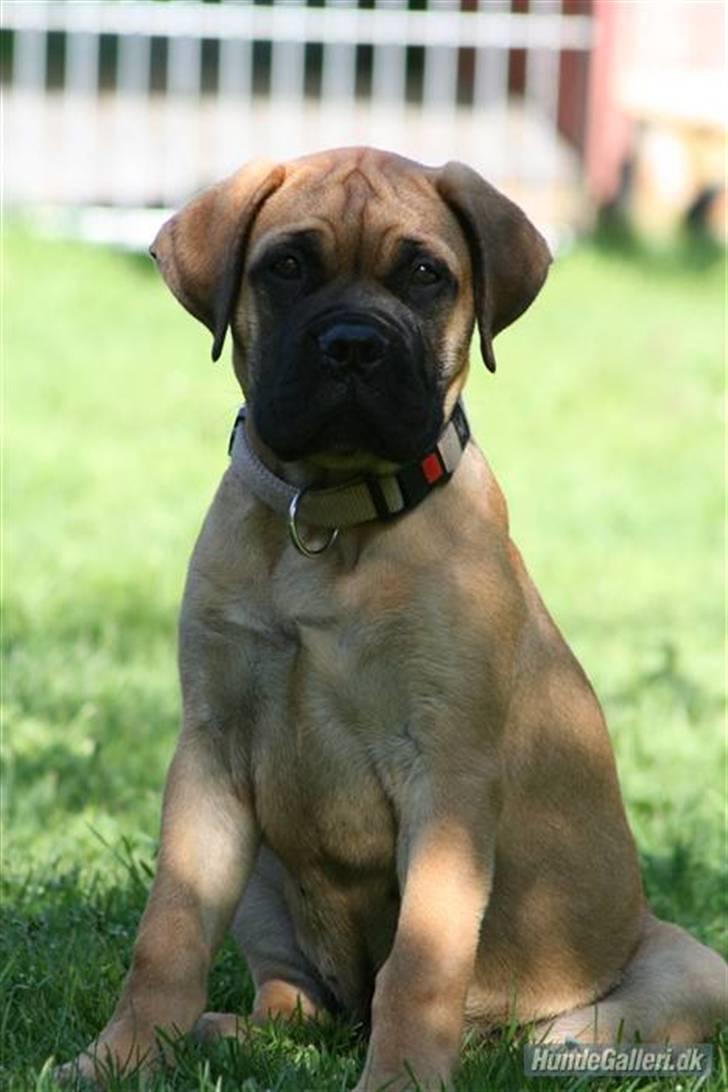 Bullmastiff Hot and Coldi billede 1
