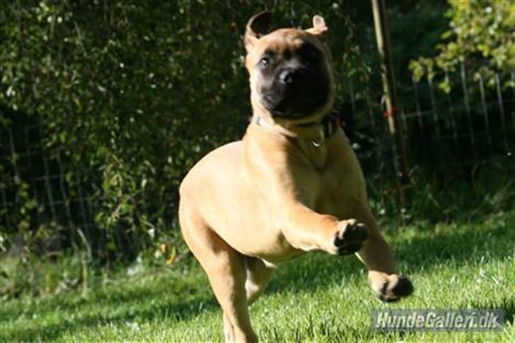 Bullmastiff Hot and Coldi billede 2