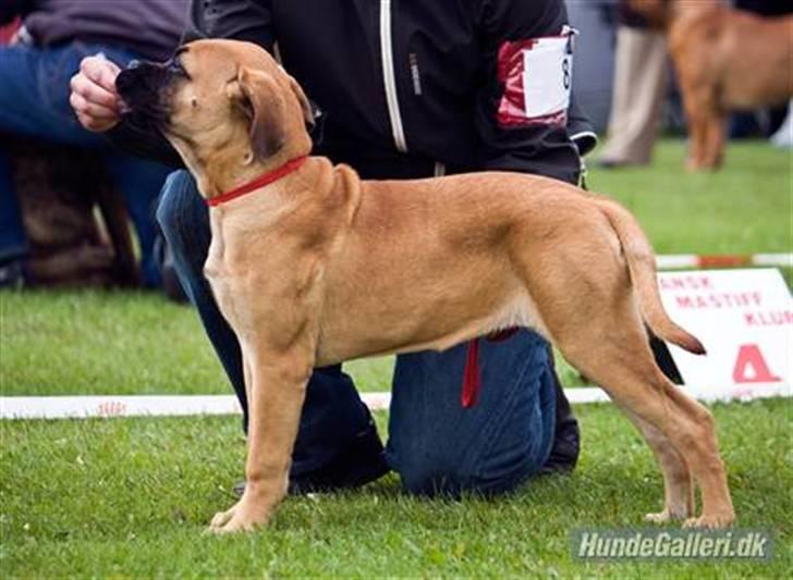 Bullmastiff Hot and Coldi billede 3