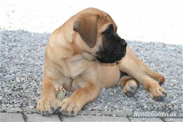 Bullmastiff Hot and Coldi billede 4