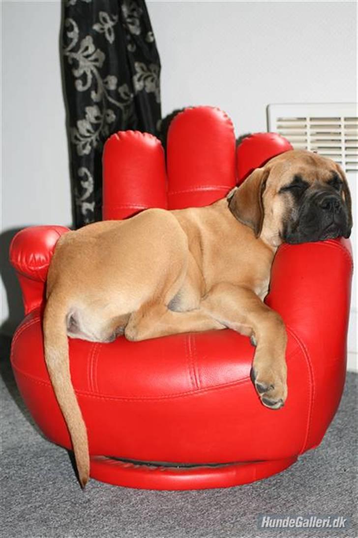 Bullmastiff Hot and Coldi billede 5