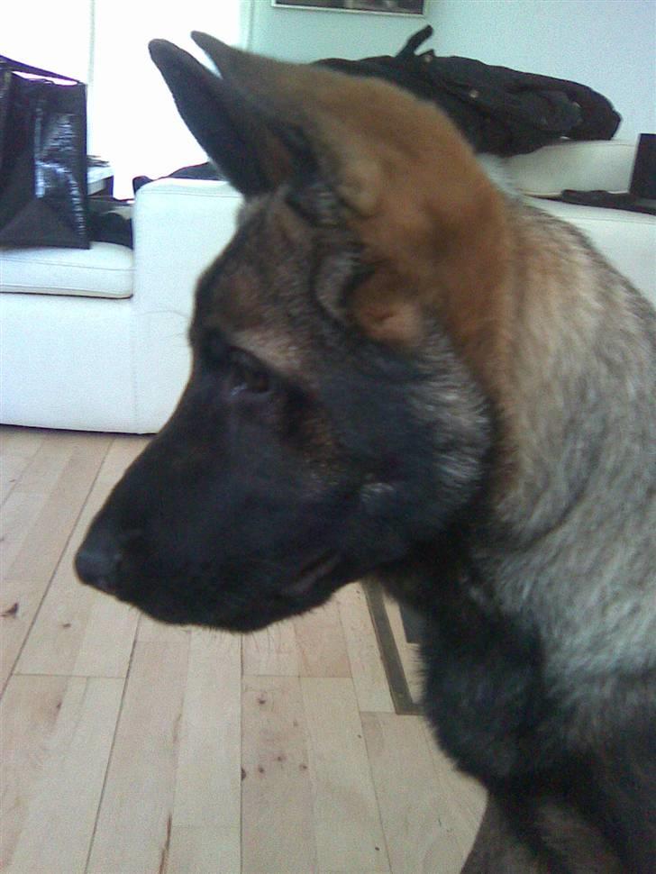 Schæferhund Sam - Næsten 10mdr. billede 18