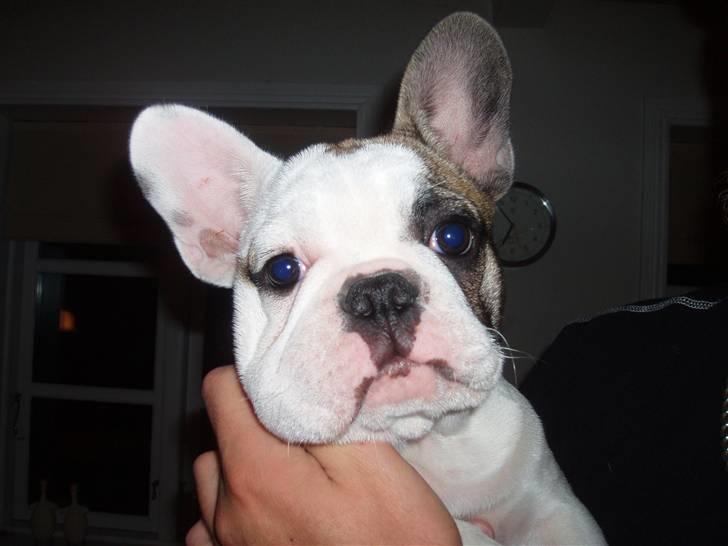 Fransk bulldog Fithian's Na'omiy (Wilma) - Jeg er blevet stykket af en bi/hveps i munden...;0( billede 14