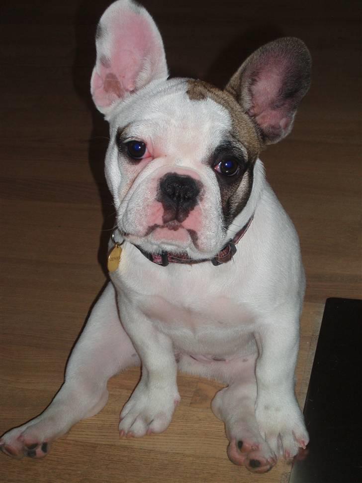 Fransk bulldog Fithian's Na'omiy (Wilma) billede 15