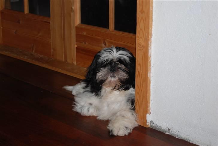 Shih tzu Ludwig billede 17