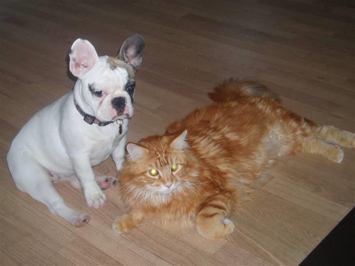 Fransk bulldog Fithian's Na'omiy (Wilma) - Søskende kærlighed... billede 16