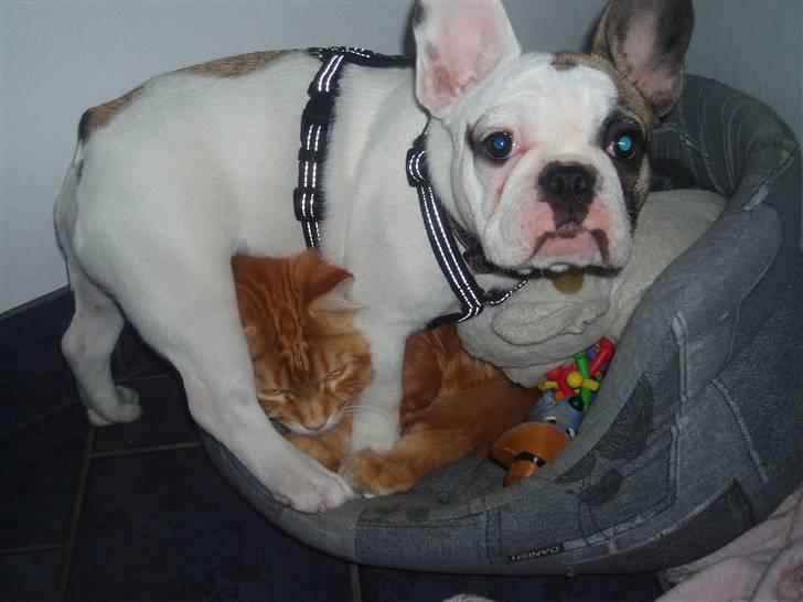 Fransk bulldog Fithian's Na'omiy (Wilma) - Mor, han skal ikke ligge i min kurv...!! billede 17