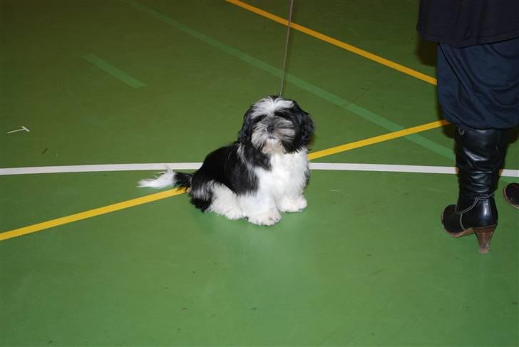 Shih tzu Ludwig billede 12