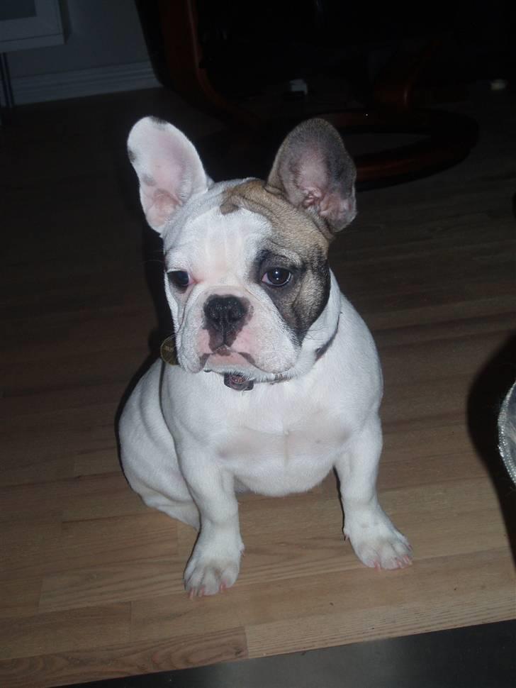 Fransk bulldog Fithian's Na'omiy (Wilma) billede 18