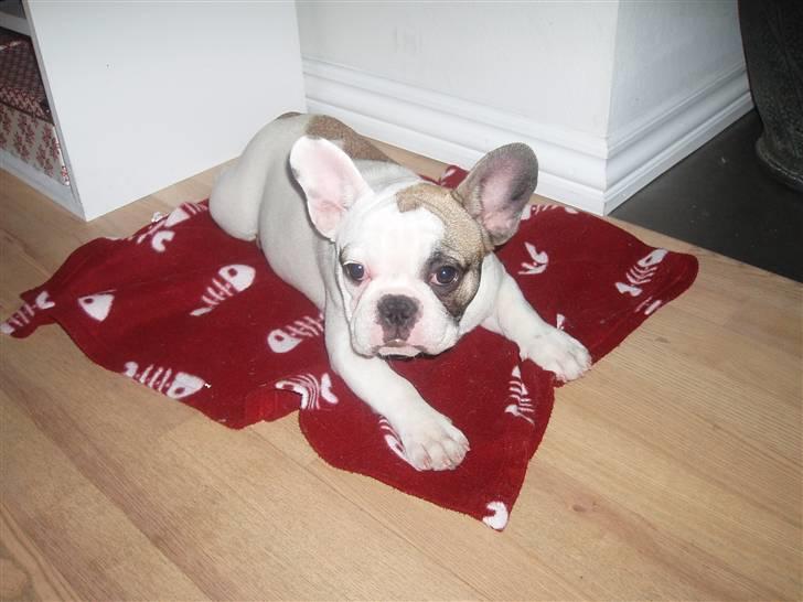 Fransk bulldog Fithian's Na'omiy (Wilma) billede 19