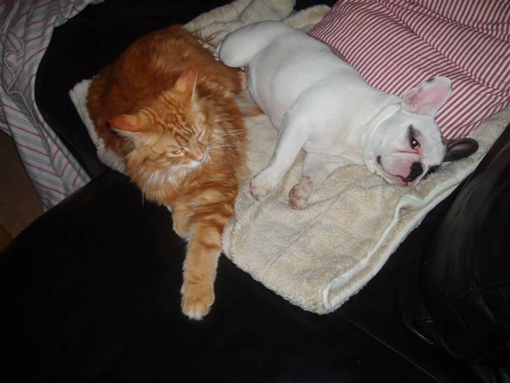 Fransk bulldog Fithian's Na'omiy (Wilma) - Vi elsker at putte...;0) billede 20