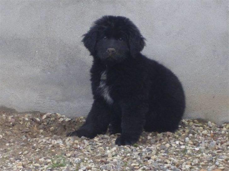 Newfoundlænder Kayla billede 6