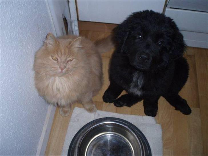 Newfoundlænder Kayla billede 7