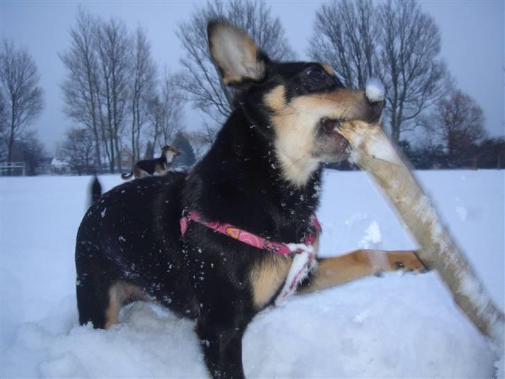 Blanding af racer Maggi - Maggi snart 8 måneder.. min magger´bagger elsker både sne og grene:D billede 1