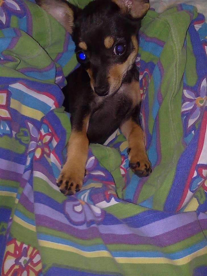 Blanding af racer Maggi - dejligt at putte i dynen 2 billede 2