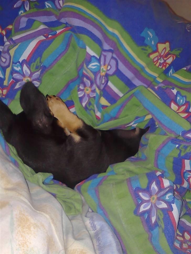 Blanding af racer Maggi - dejligt at putte i dynen billede 3