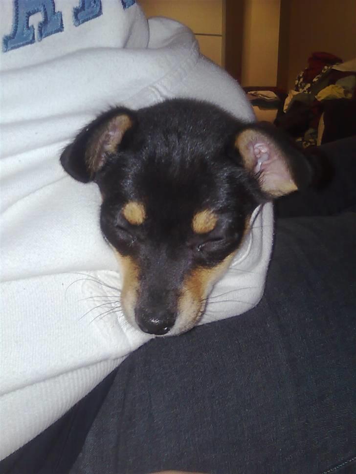 Blanding af racer Maggi - faldet i søvn i min venindes trøje, hendes ører hang for en periode :-) billede 4