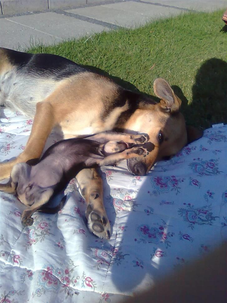 Blanding af racer Maggi - en hyggelig sommerdag - maggi elsker camille billede 5
