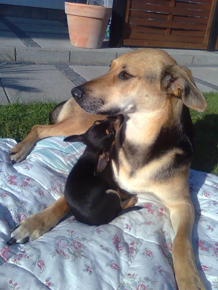 Blanding af racer Maggi - en hyggelig sommerdag billede 6