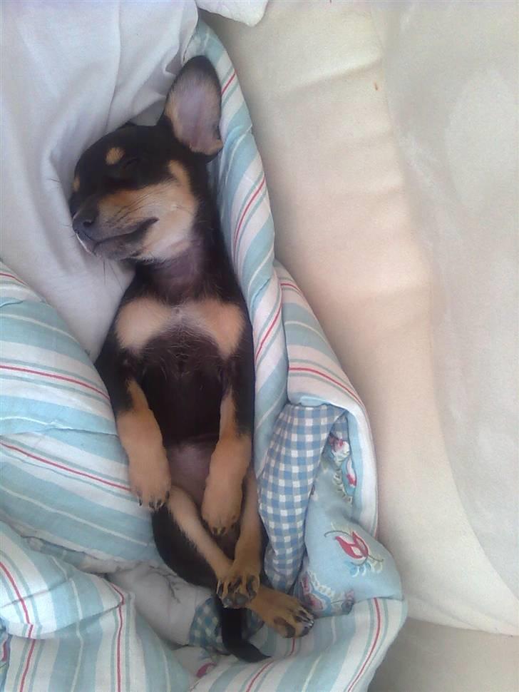 Blanding af racer Maggi - faldet i dyb søvn på sofaen  billede 7