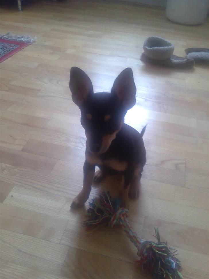 Blanding af racer Maggi - et "pose" i kontrast med lyset :-) billede 8