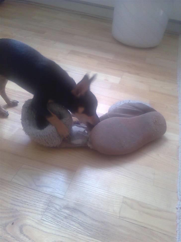 Blanding af racer Maggi - hendes yndlings legetøj! mormors sutsko ;) billede 9