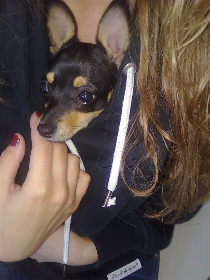 Blanding af racer Maggi - godt gemt i sin mors trøje ;) billede 10