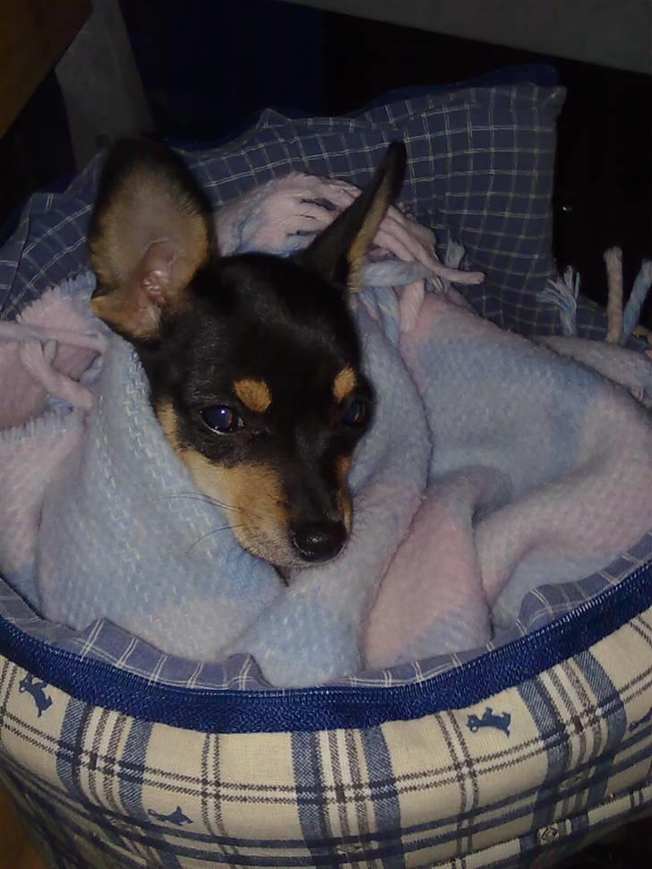 Blanding af racer Maggi - i sin taske på vej hjem fra fødselsdag 2 billede 11