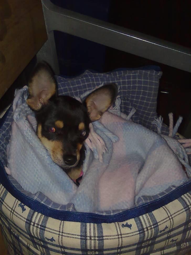 Blanding af racer Maggi - i sin taske på vej hjem fra fødselsdag billede 12