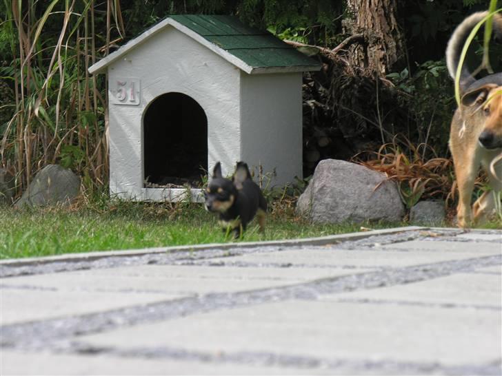 Blanding af racer Maggi - fanget i farten billede 13